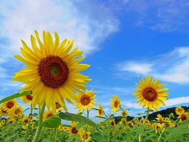 写真：益子のひまわり