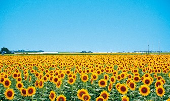 写真：野木のひまわり